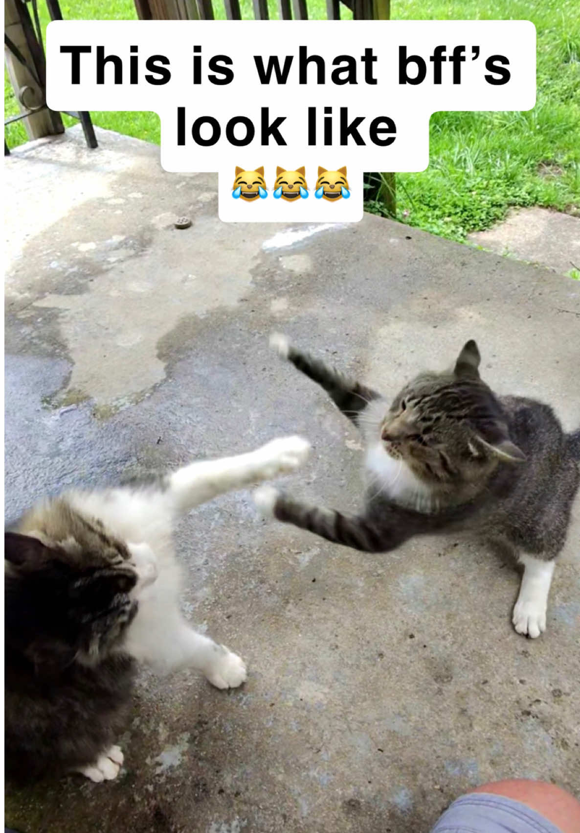 @first class whiskers