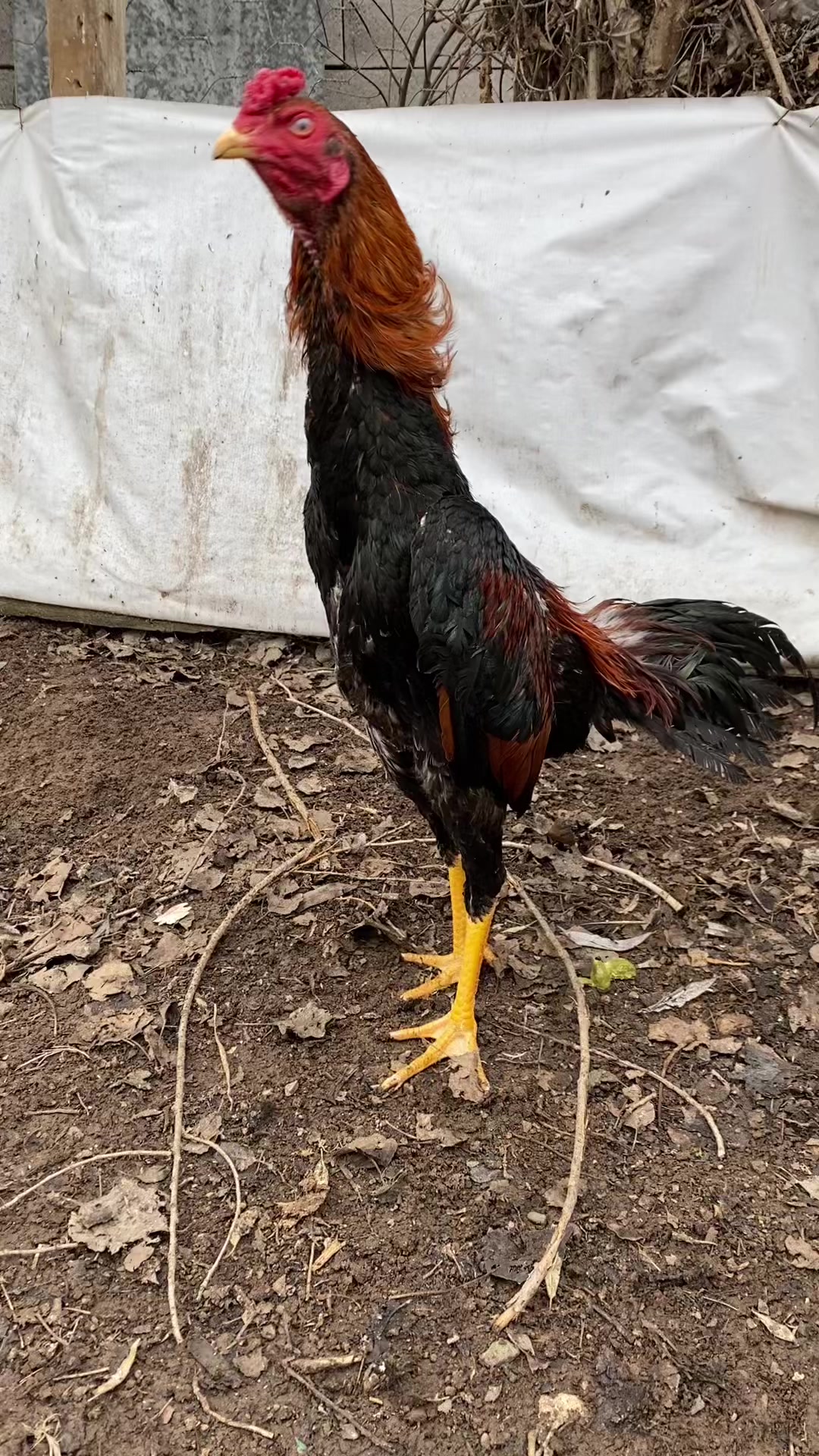 @Sivas Aslanları 🦅