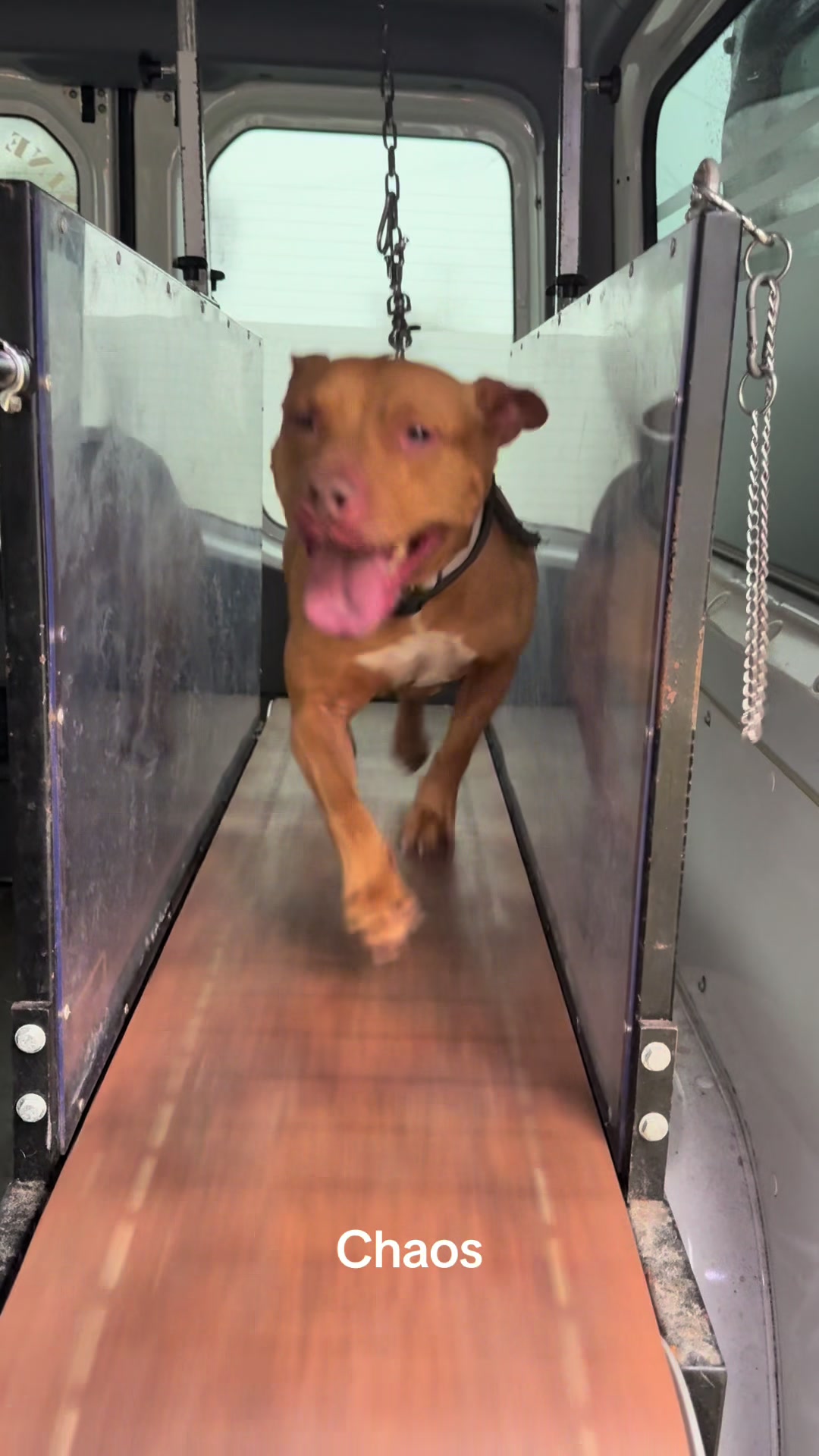 @Canine Conditioning