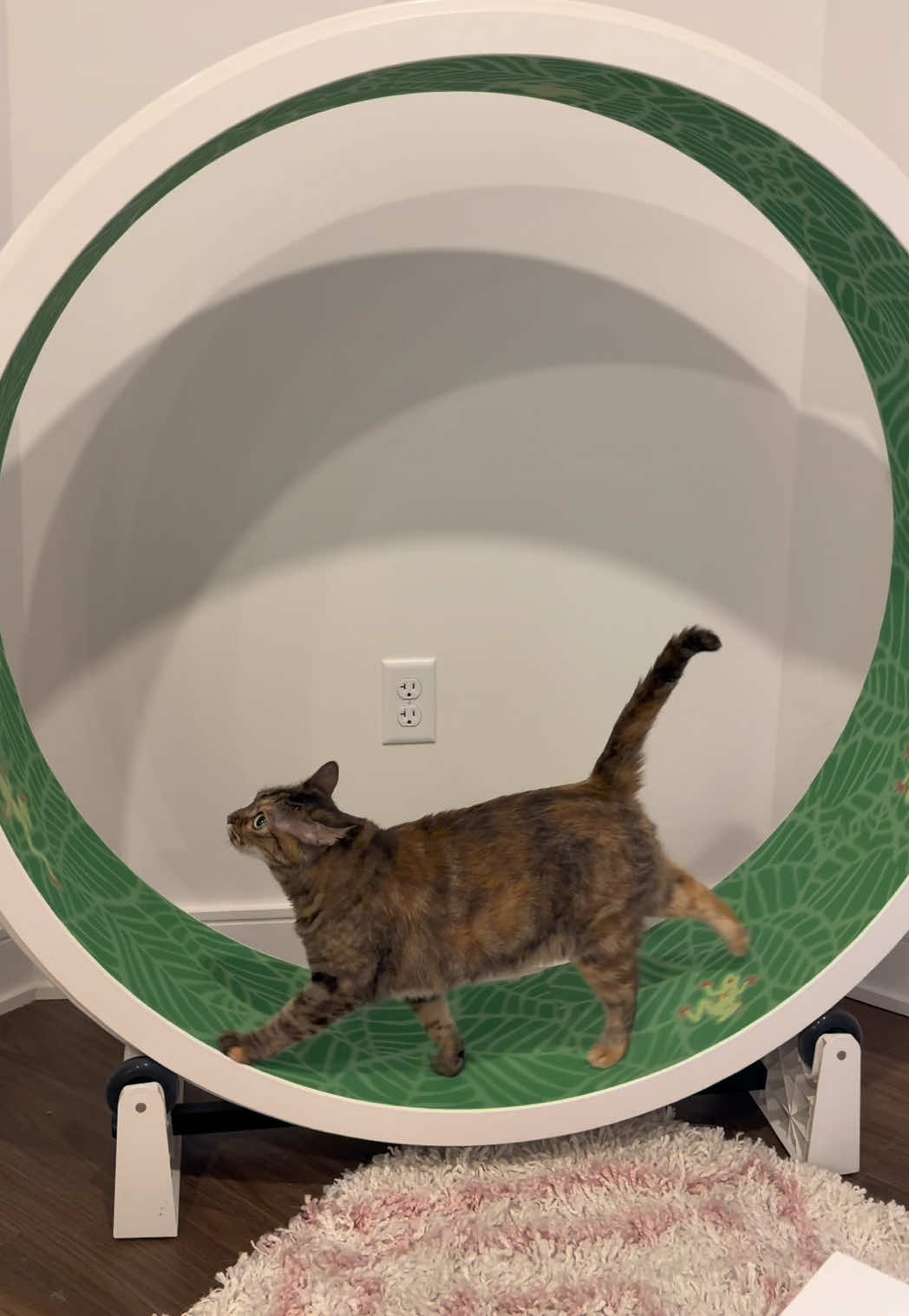@Petal the kitty