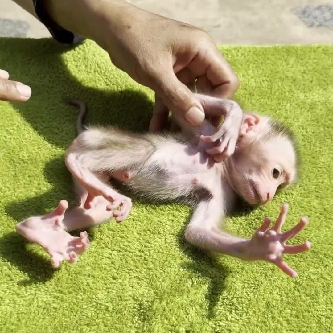 @Monkey BoBo🐵