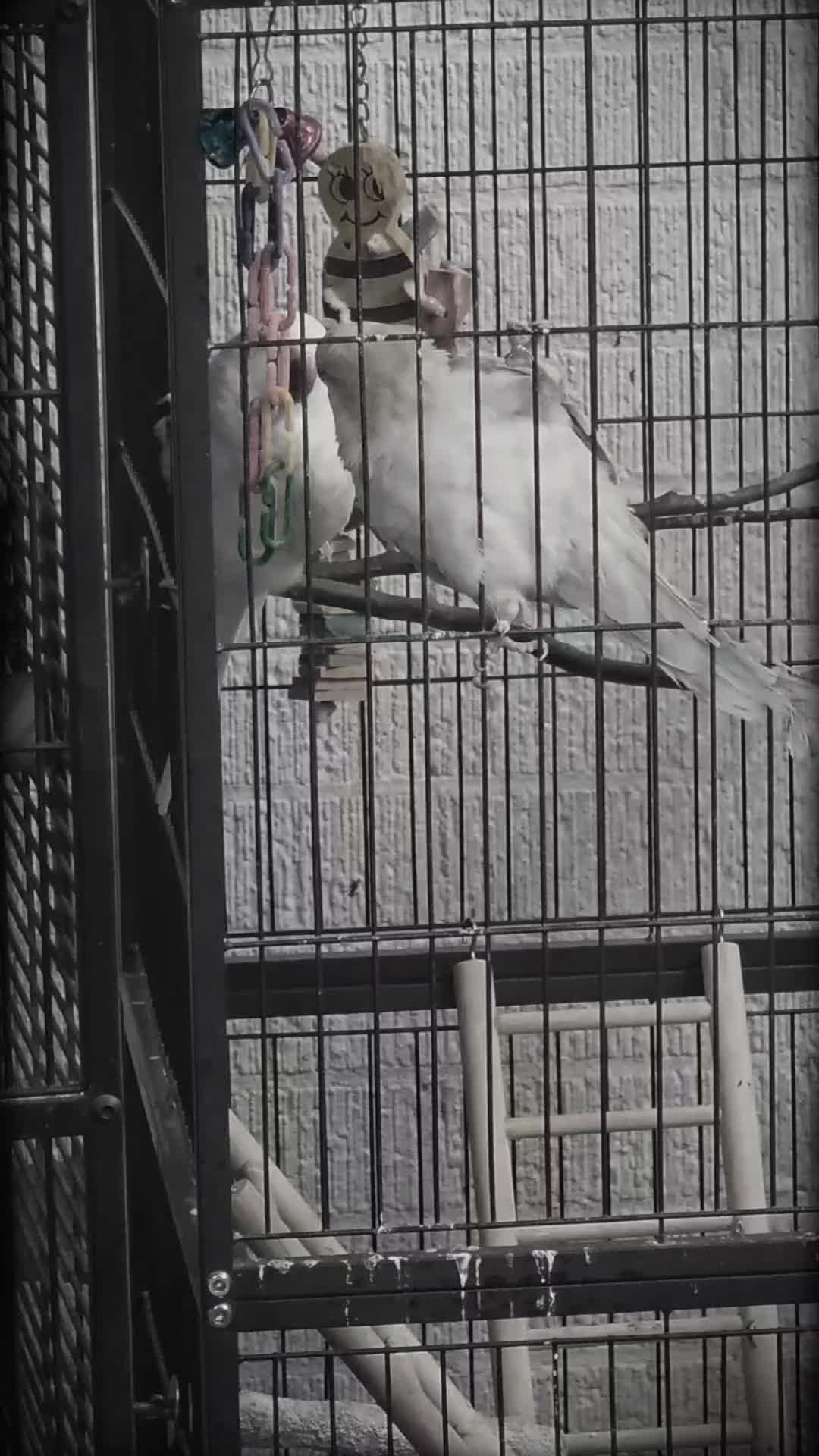 @The Lizard Lounge Exotic Pets