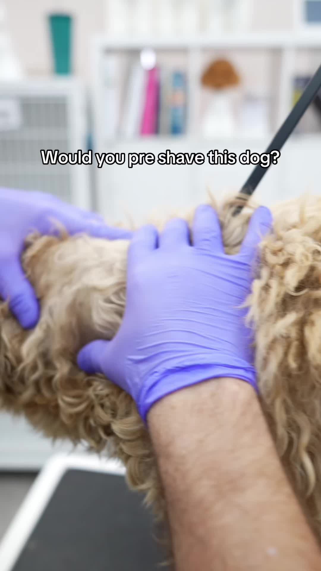 @NorCal Grooming Academy