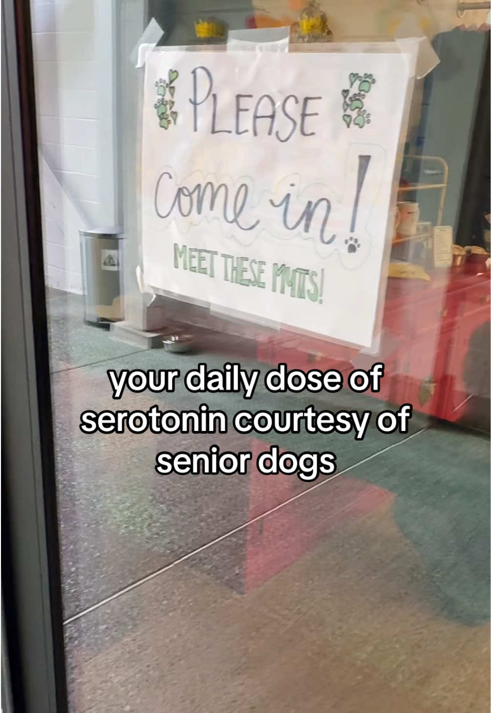 @Lisa fosters senior dogs 🐶