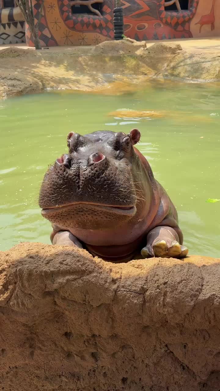 @Hippo