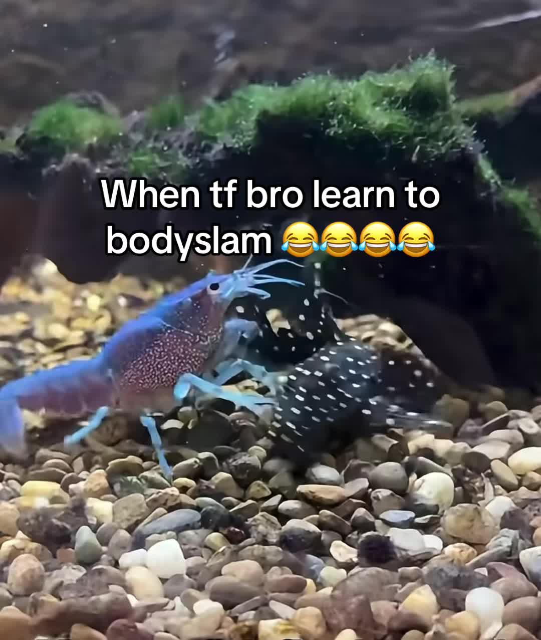 @Hxbitz