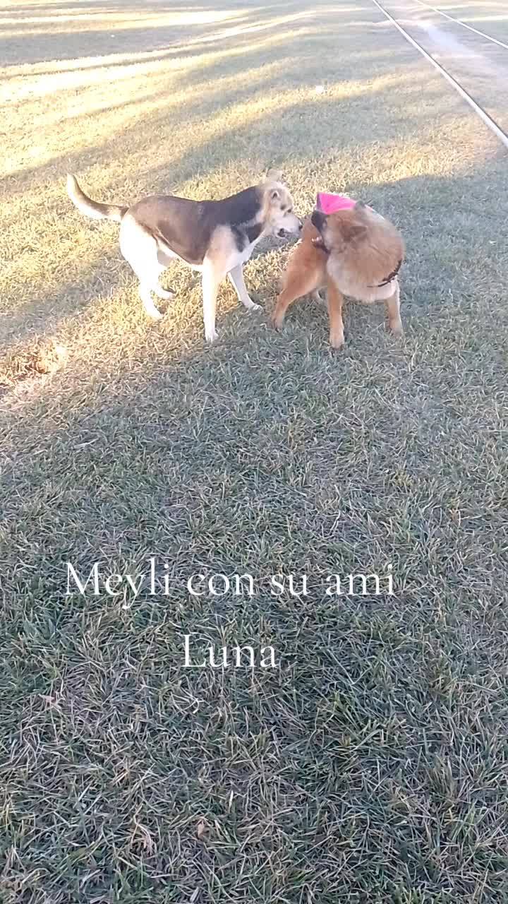@Meyli Presiosita