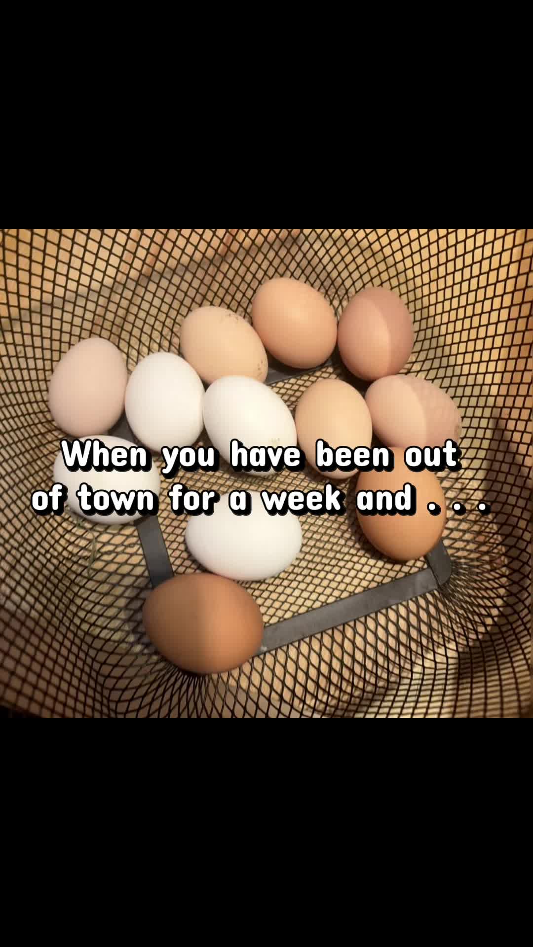 @Resistance Homesteaders