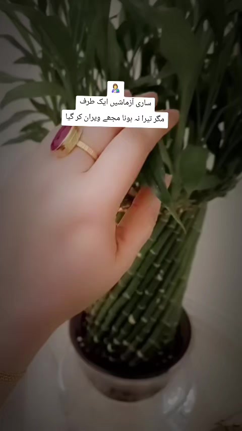 @Dua Fatima⚘🌷⚘🇦🇪