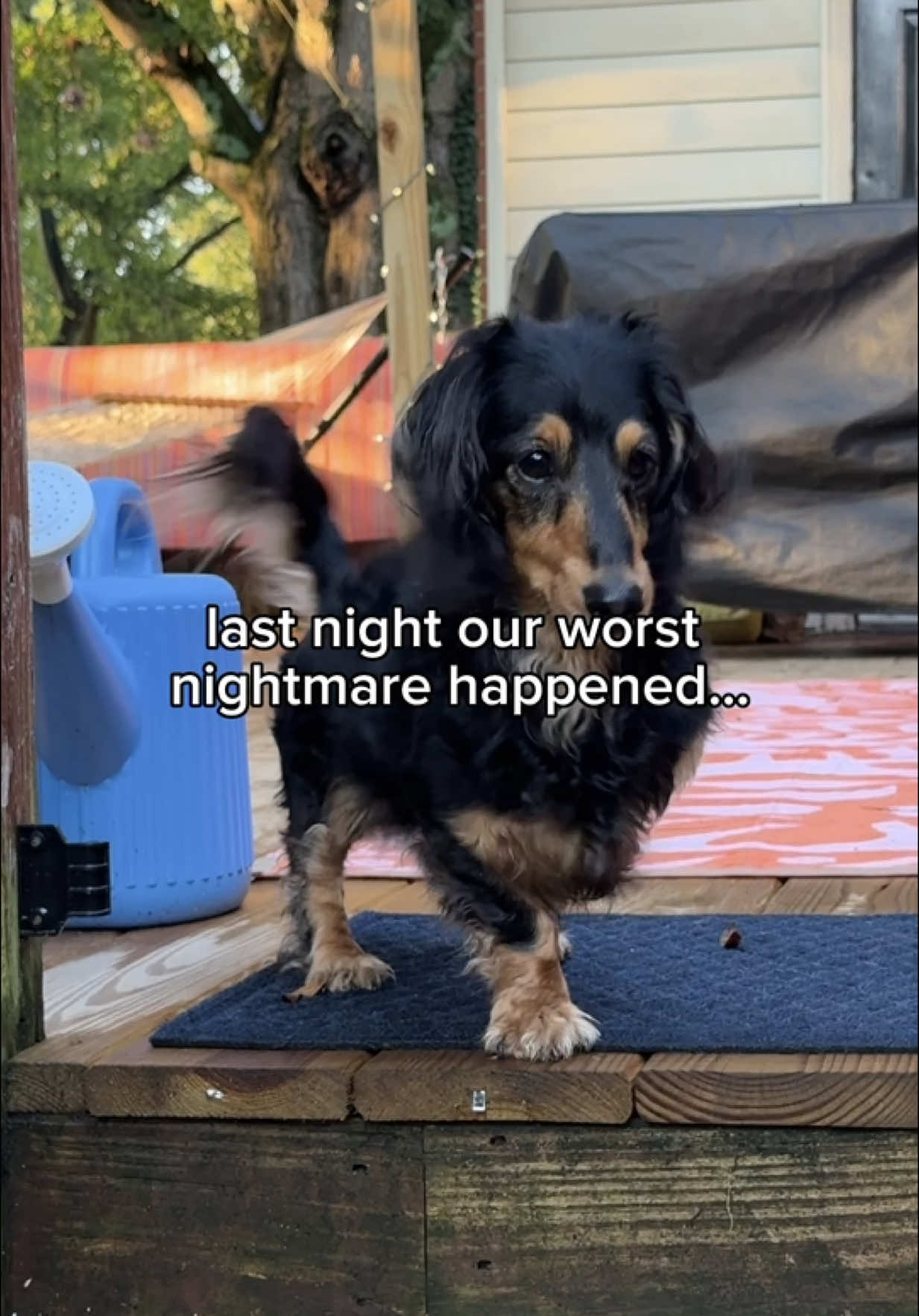 @Henry the mini dachshund
