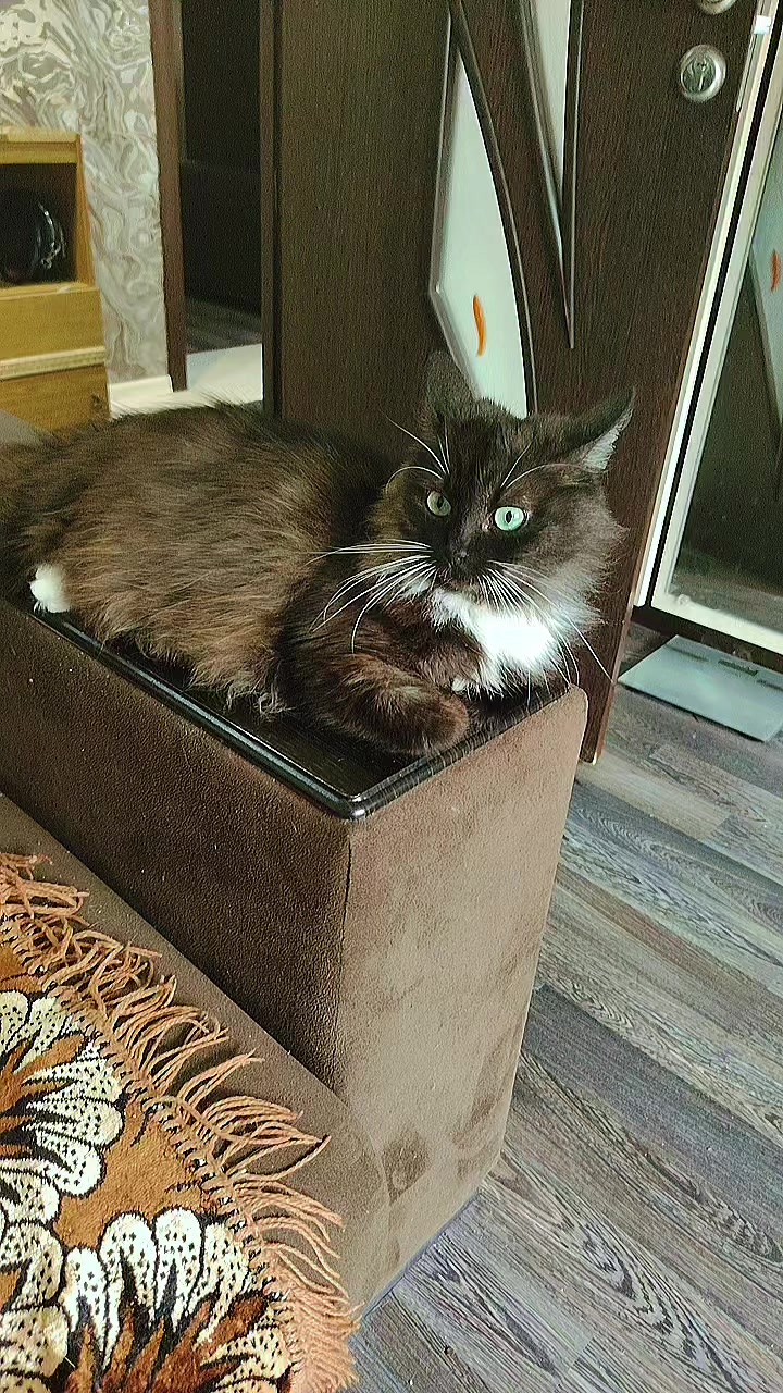 @3 друга 🦮🐱