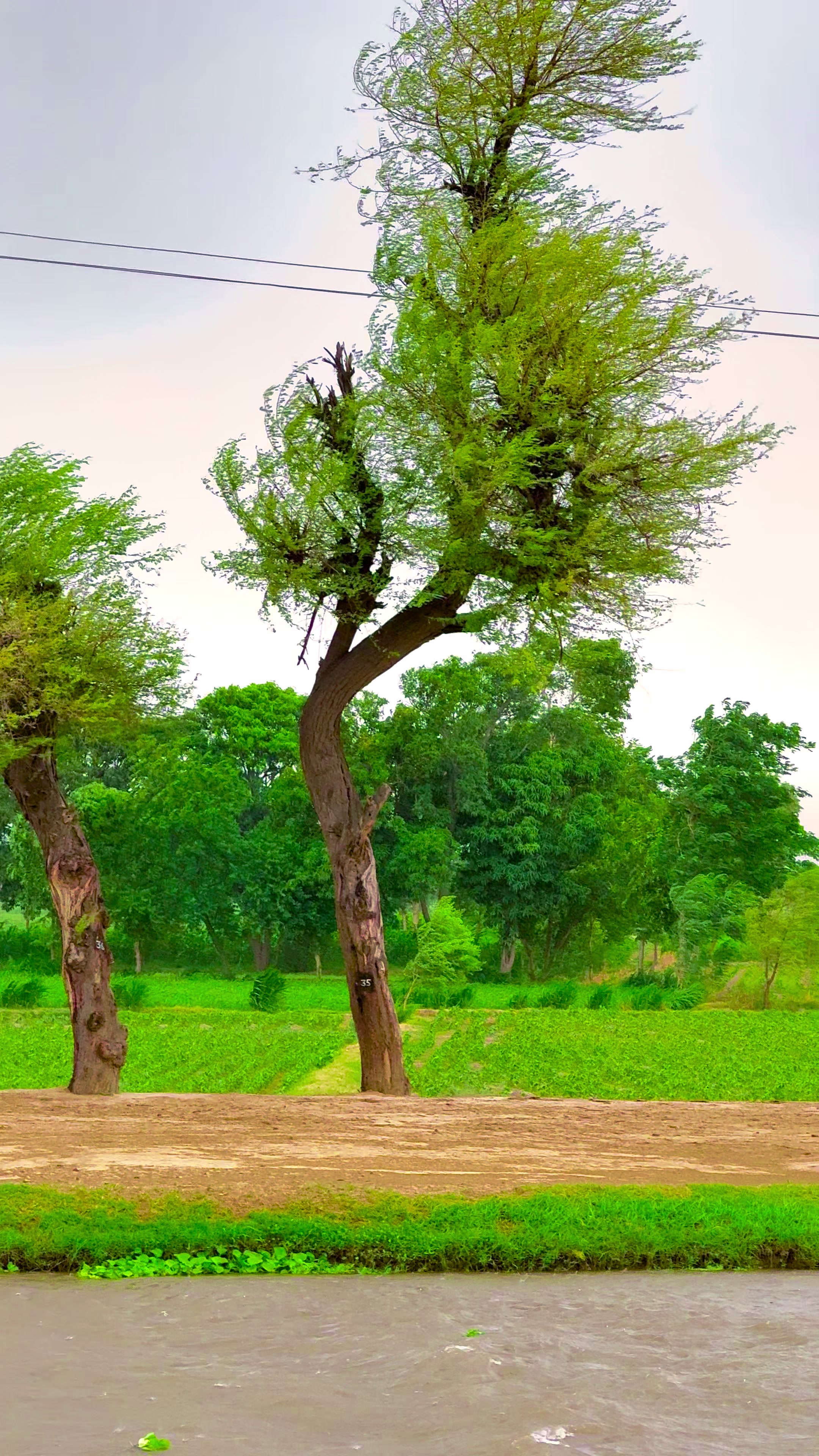 @🌾میں۔ میرا۔ پنڈ🎋
