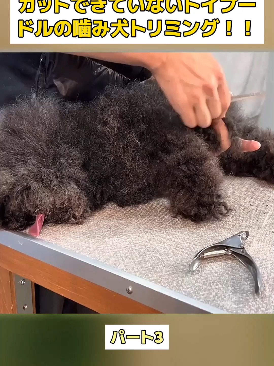 @Dog fun&rsquo;s lovers