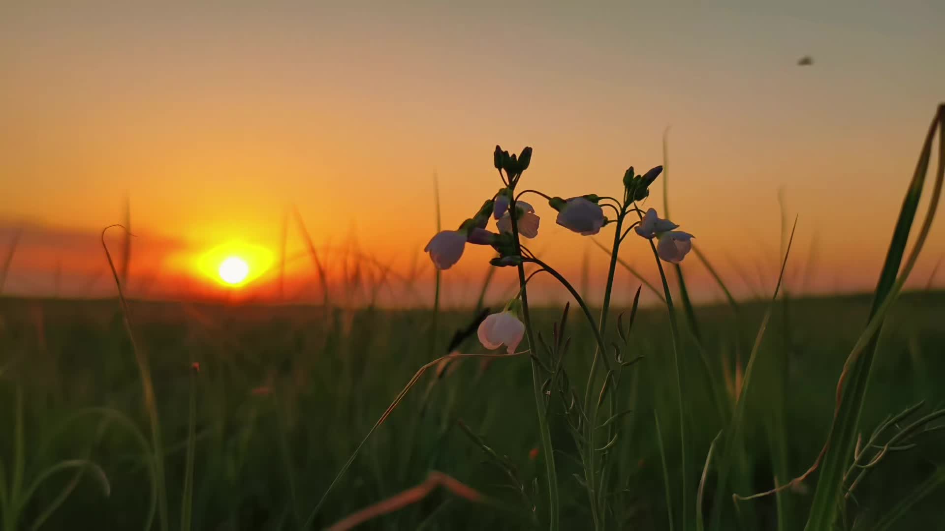 @f0sea_