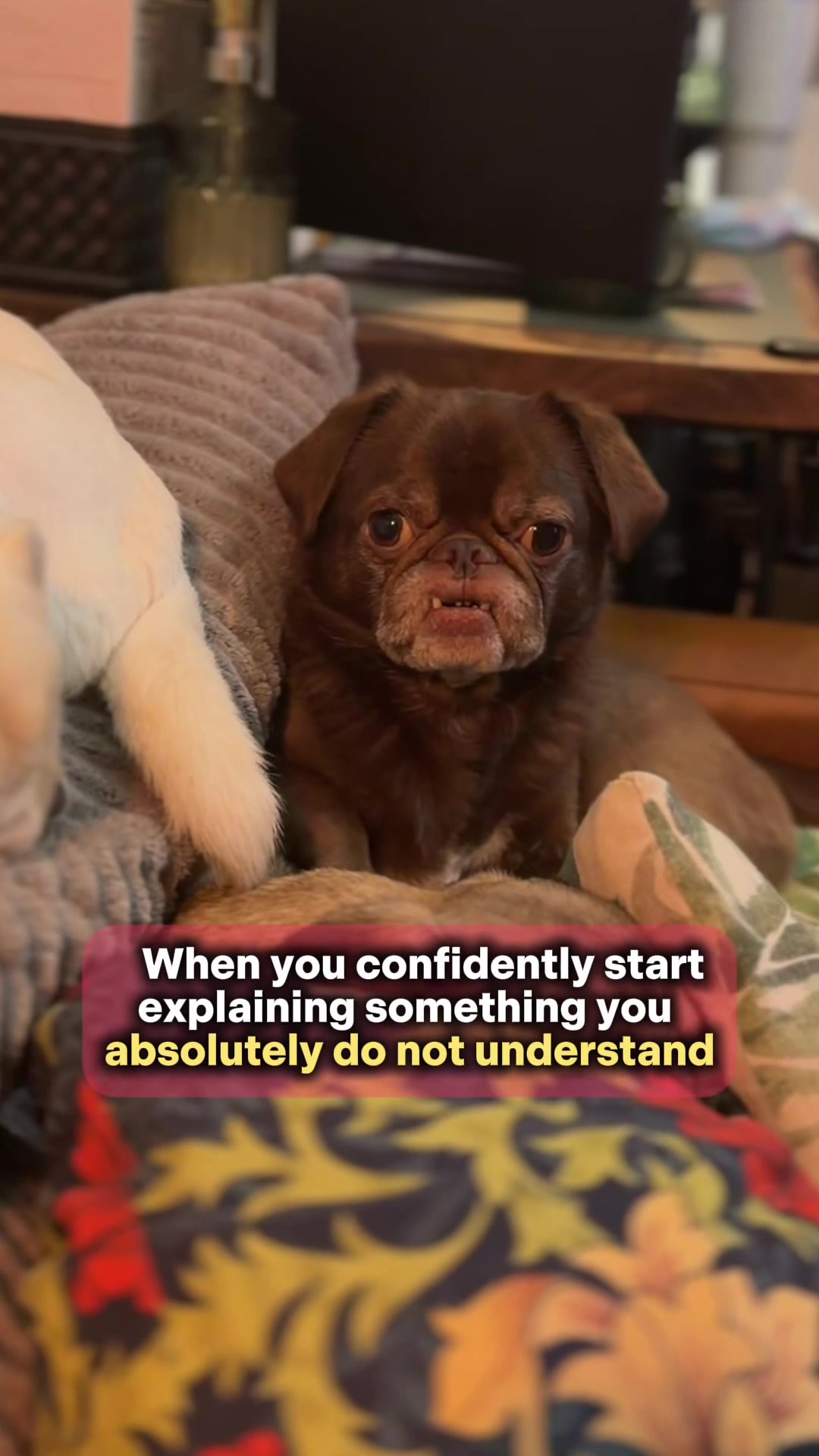@ChilliThePug