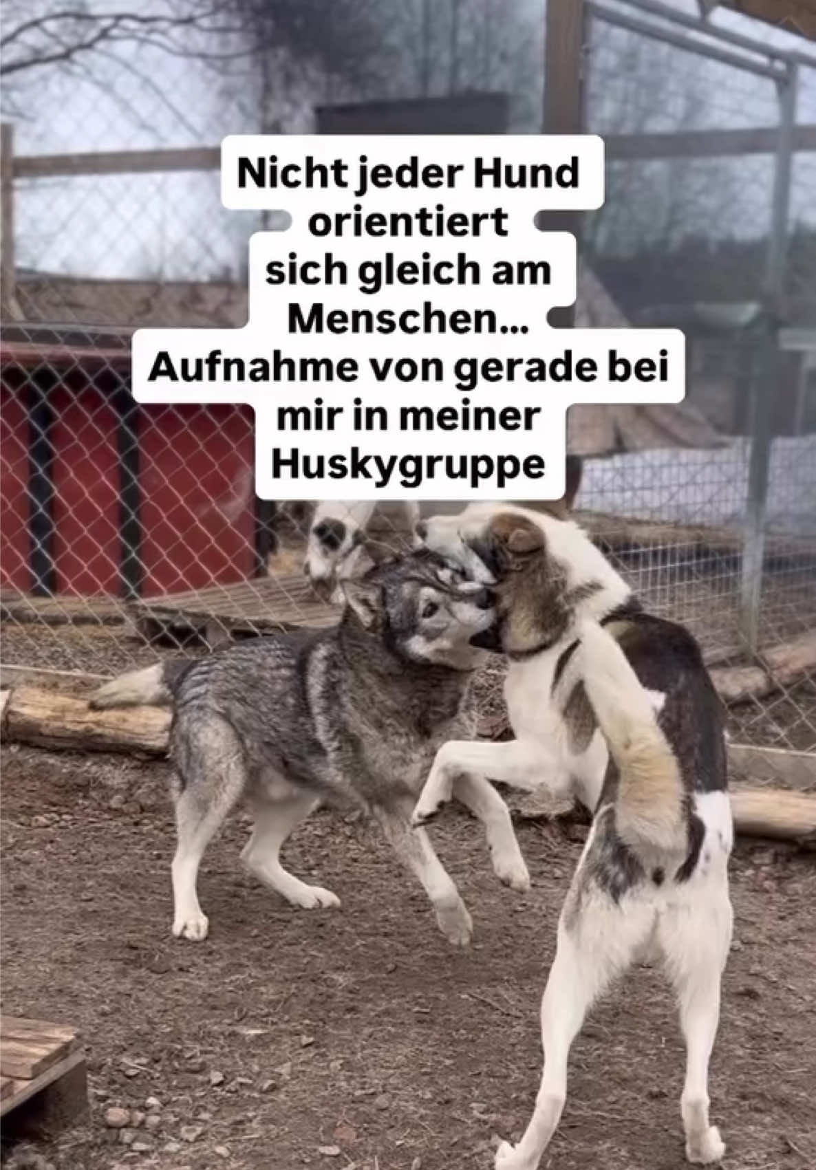 @Mehrere Hunde, ein Team!