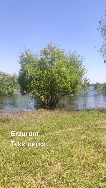 @Dadaş