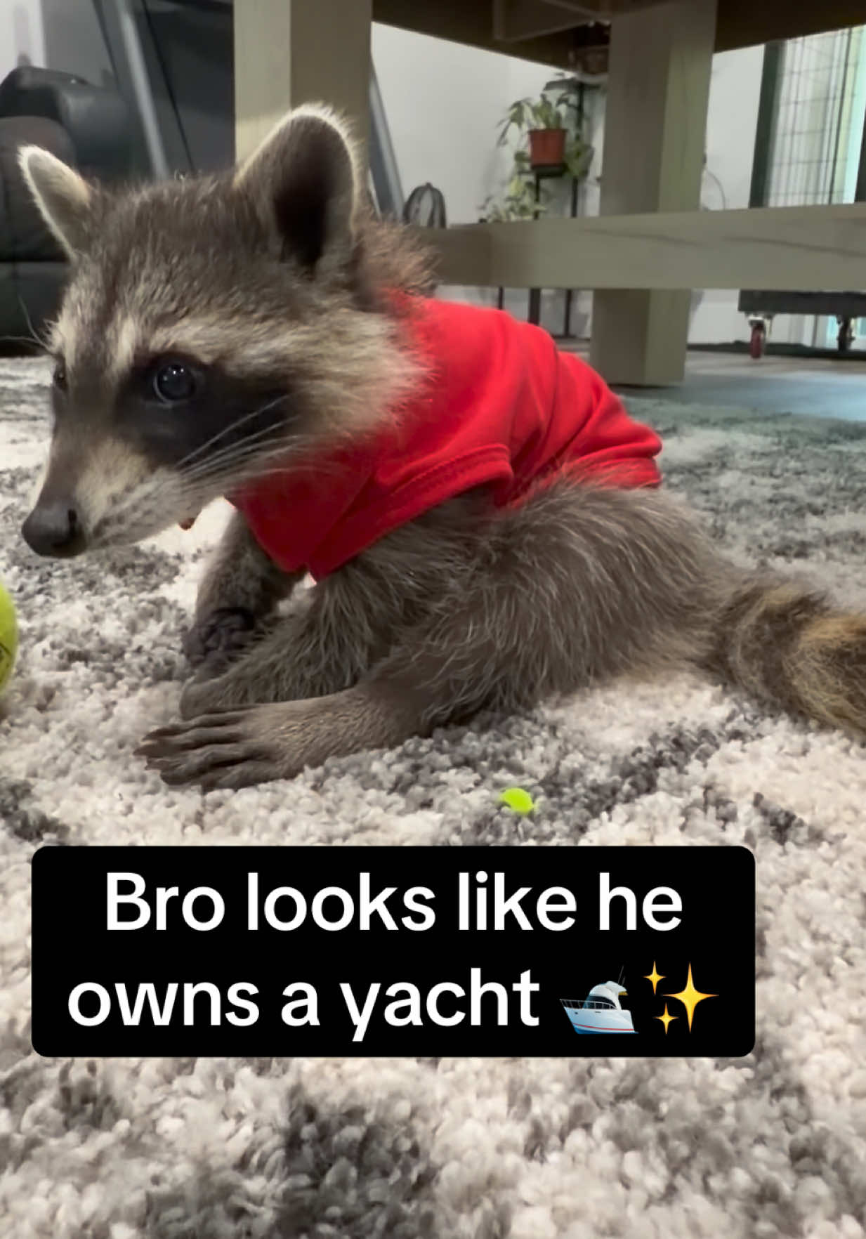 @snacky_chan_the_raccoon