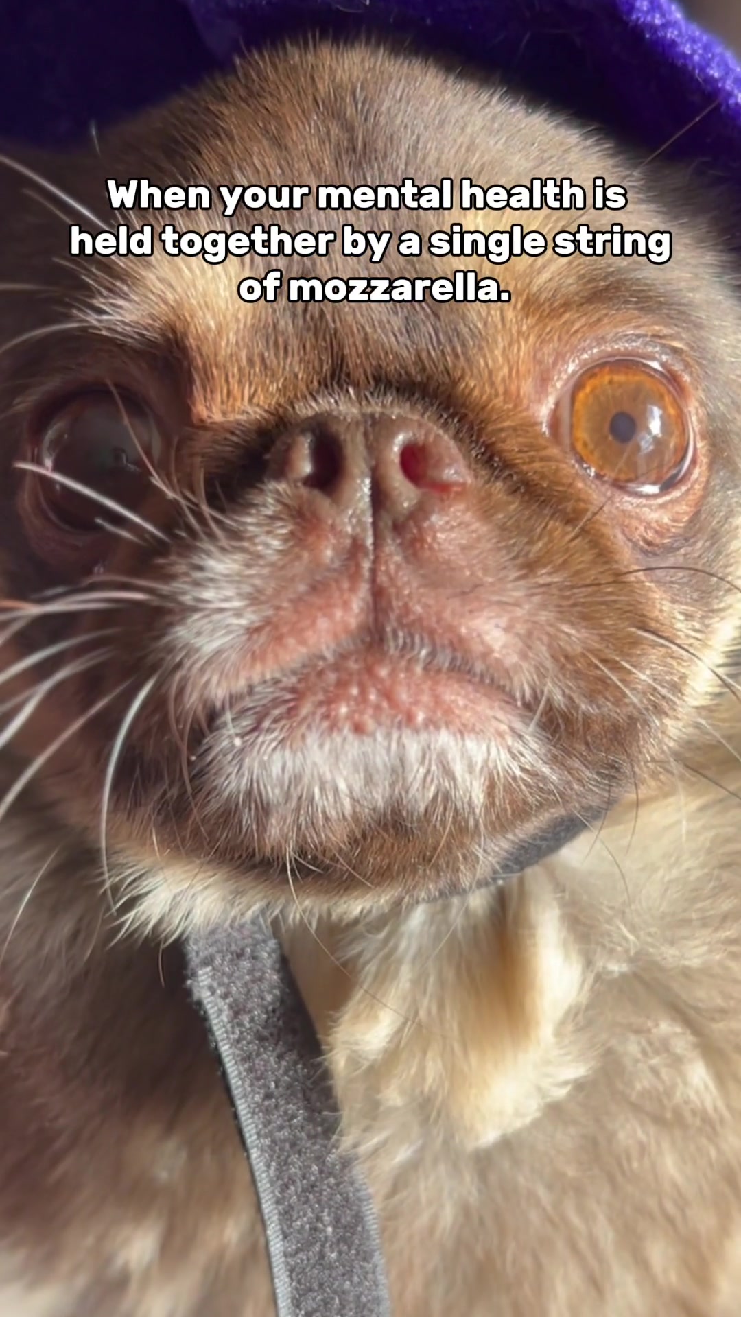 @ChilliThePug