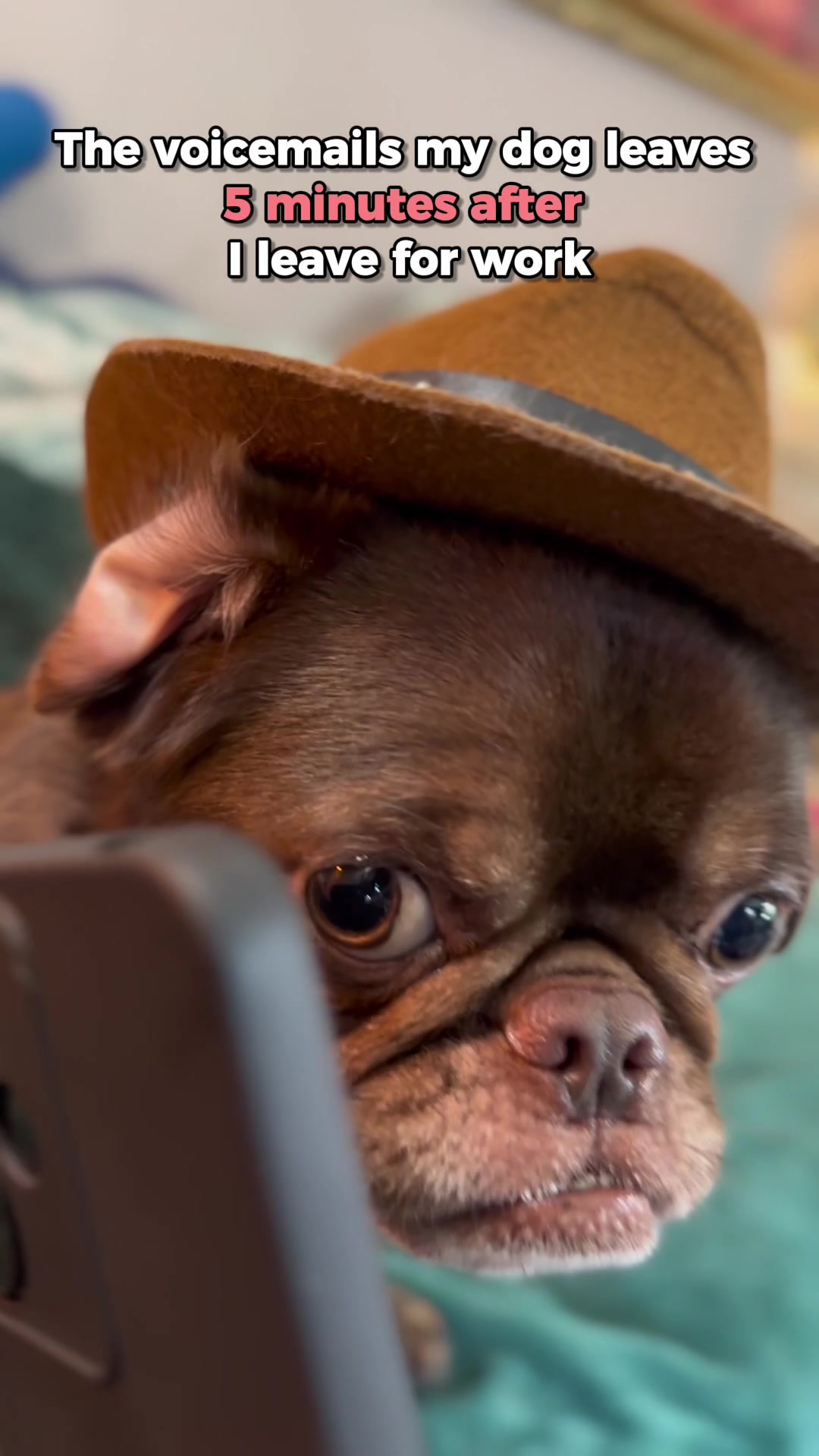 @ChilliThePug