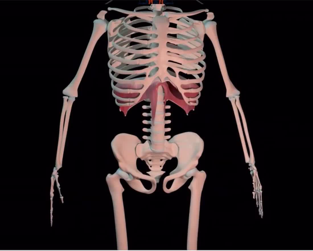 @Pasi&oacute;n por la Anatom&iacute;a