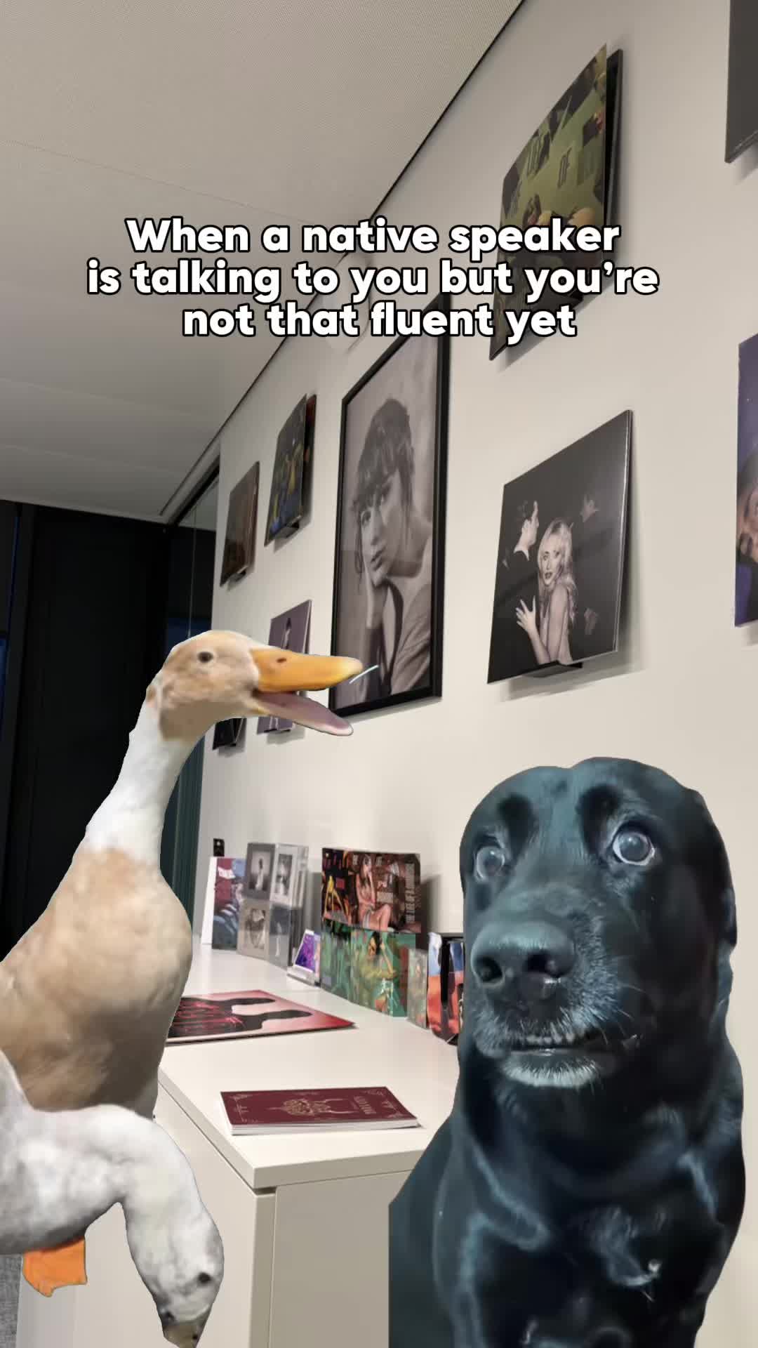 @LingoLooper