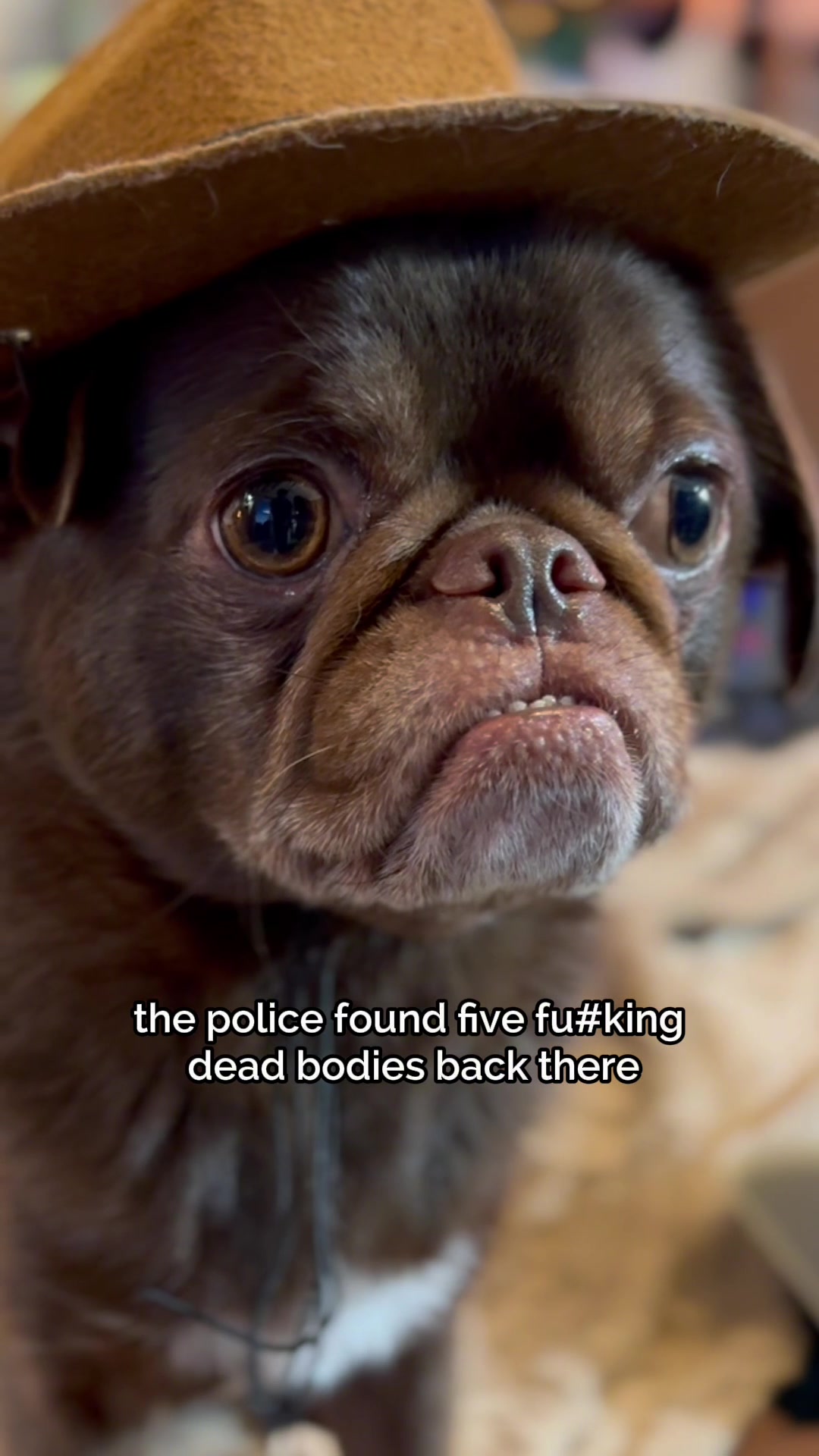 @ChilliThePug