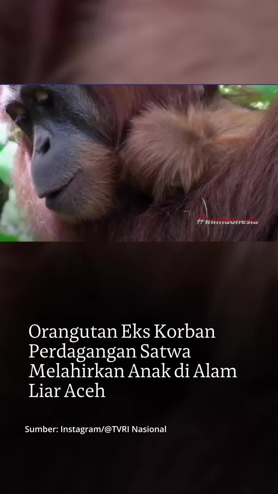 @mongabayindonesia