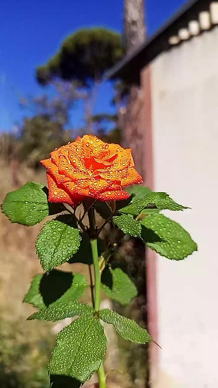 @lavendr81