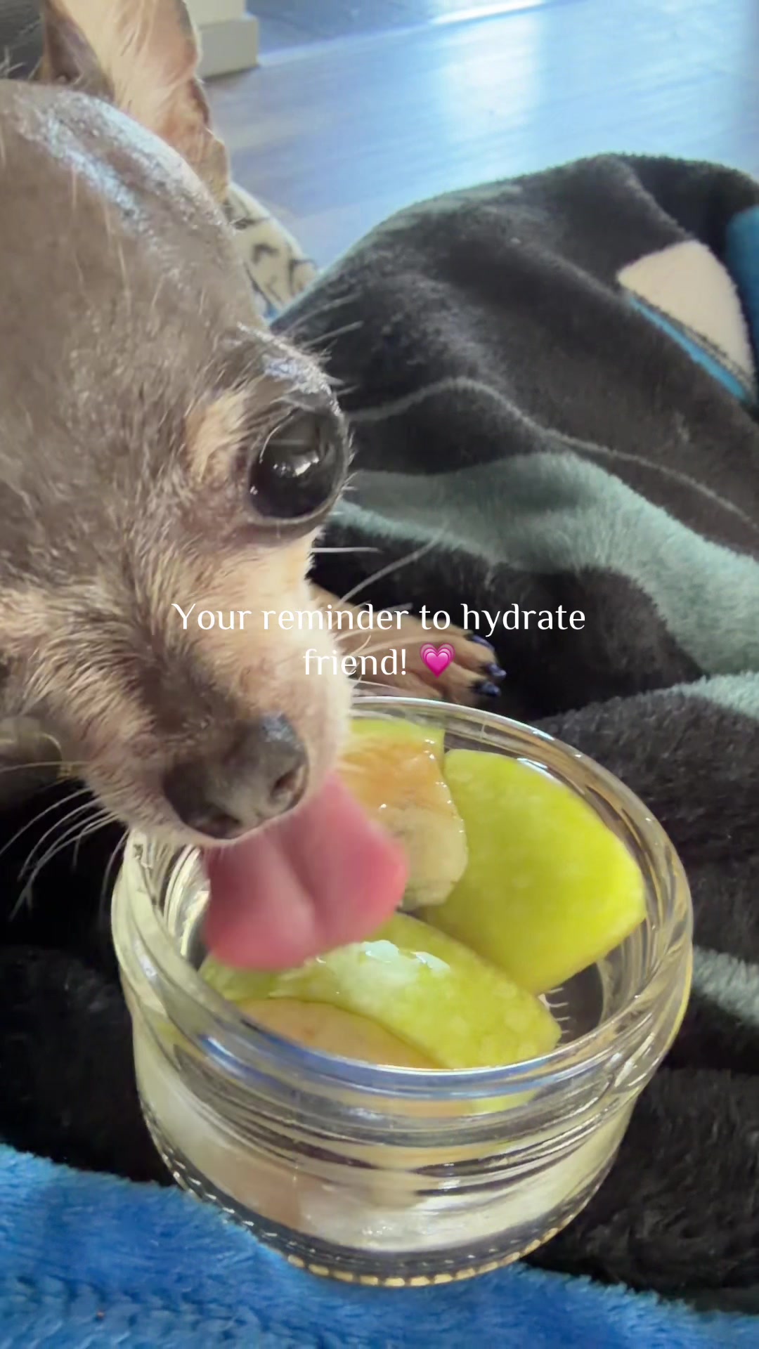 @Tinytiffytheteacupchihuahua