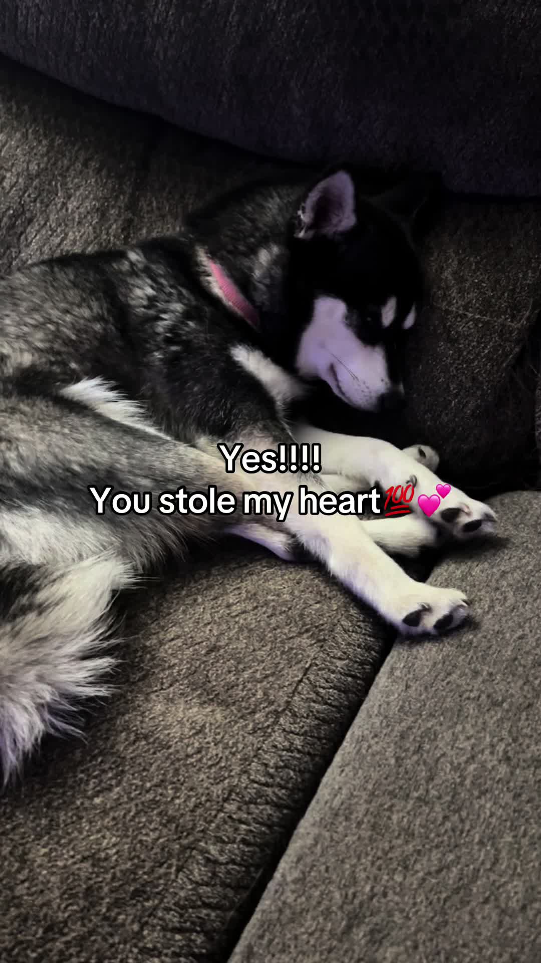 @kleekaipuppies4sale