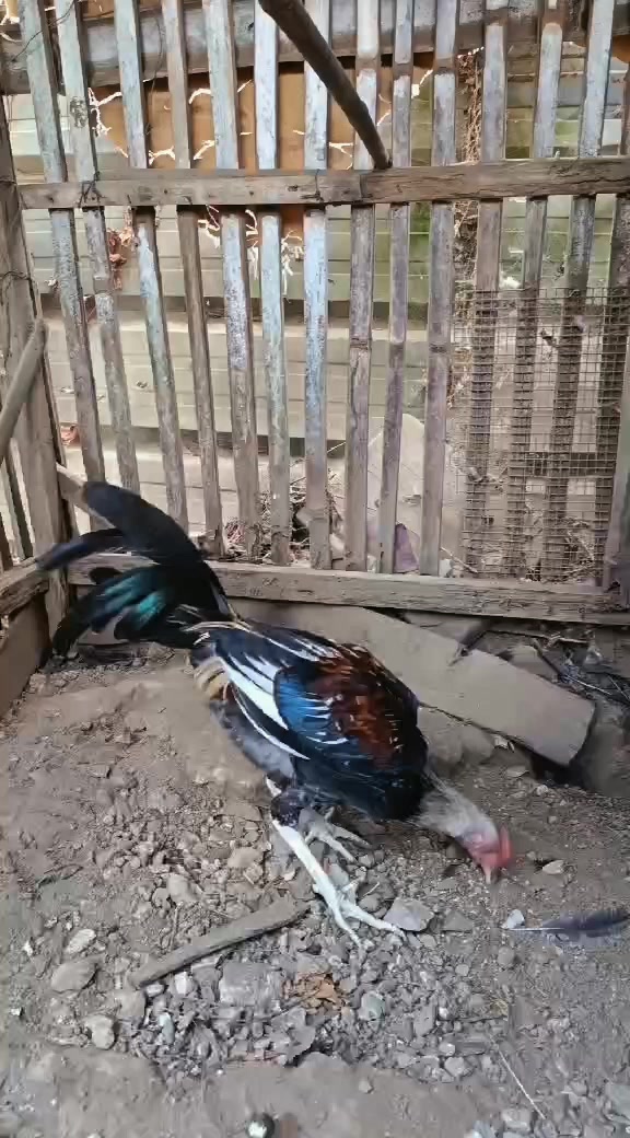 @jbt888 gamefowl