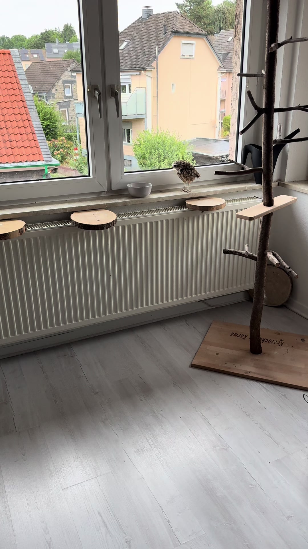 @Kreischhuhn Karma 🦉