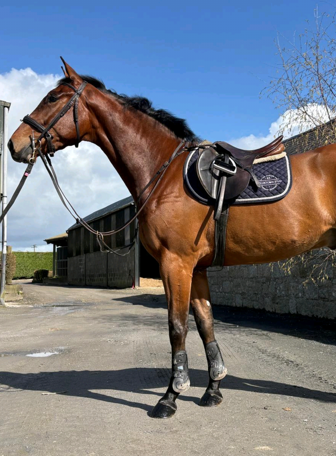 @irishsporthorses