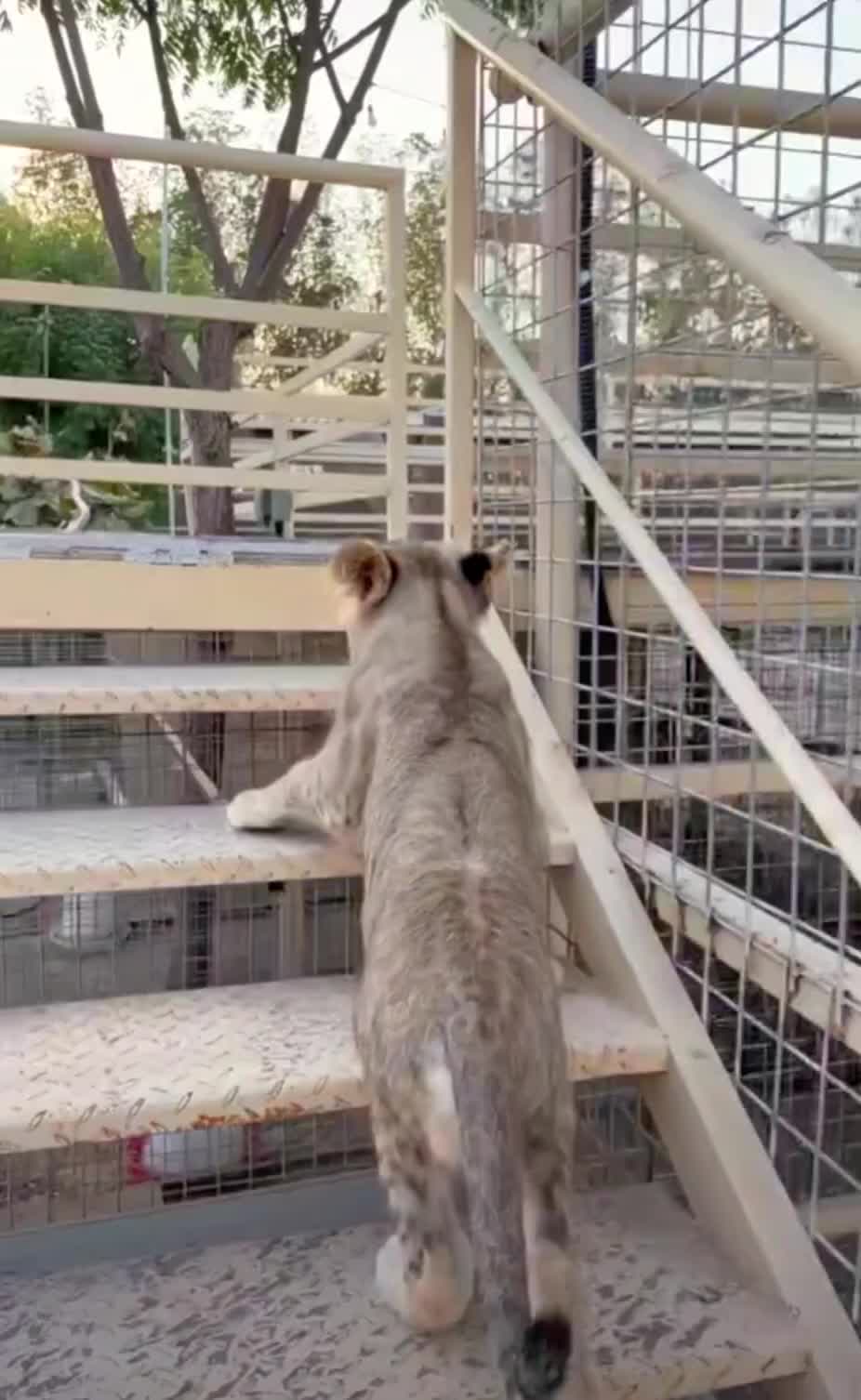 @_Official_Makka