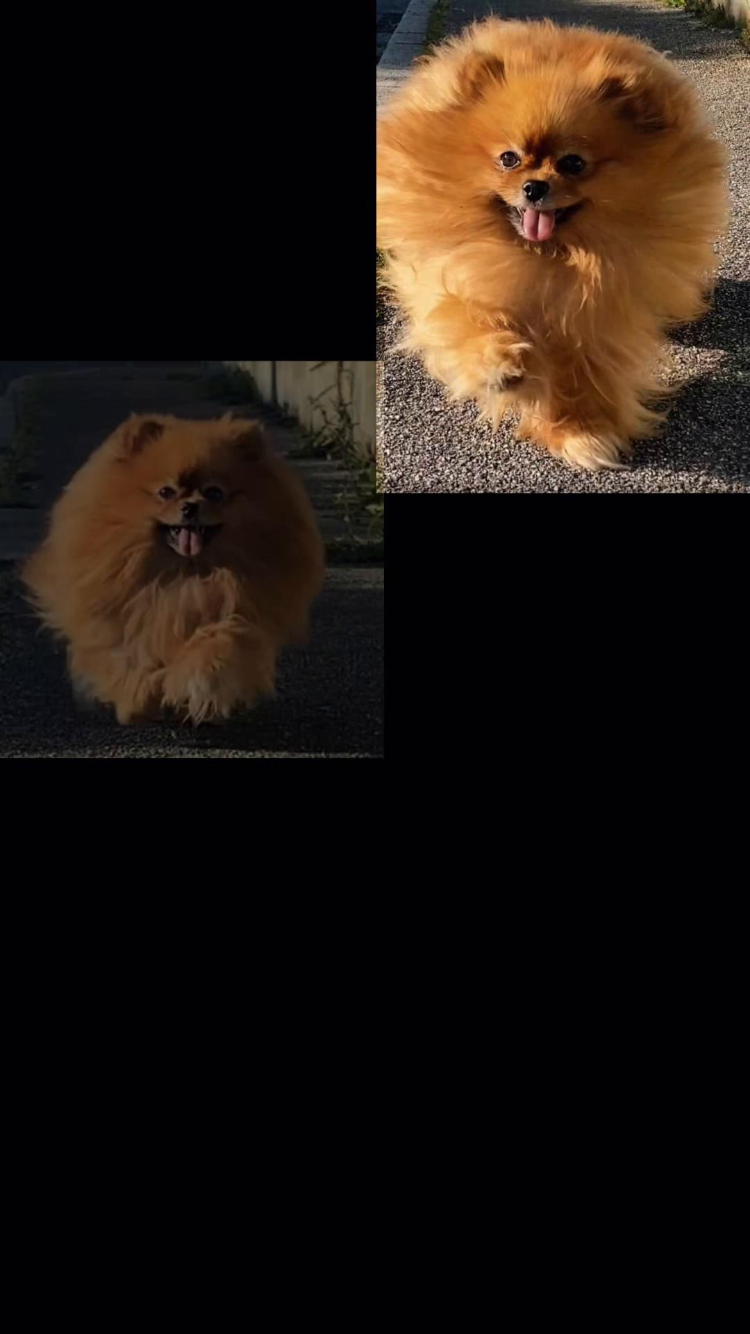 @Flamy Pomerania