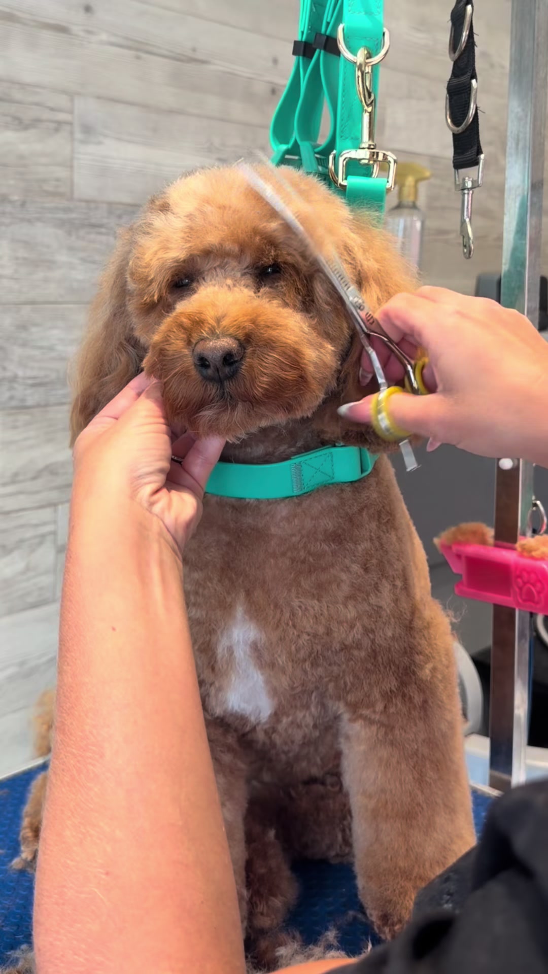 @Pawfect By Abbie