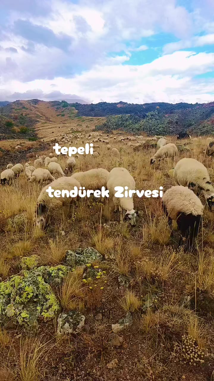 @Şahin Din&ccedil;er