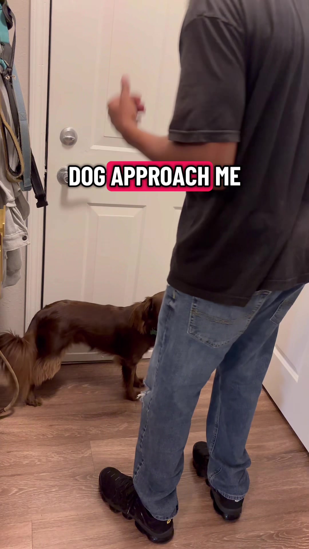@citylivingdog
