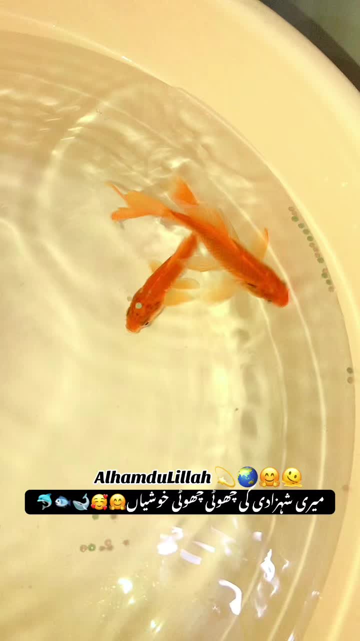 @💞꧁𝐇𝐚𝐢𝐝𝐞𝐫 𝐤𝐢 شہزادی꧂💞