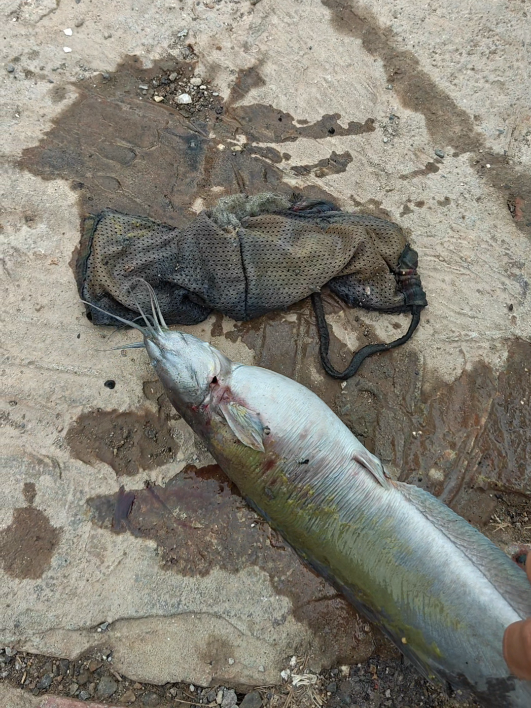 @Cá Chuối Hoa
