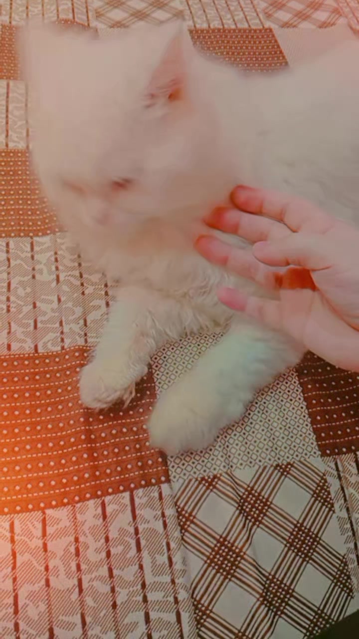 @C̆a𝔱𝔰 𝔴𝔦𝔱𝔥 N̆̈𝔬𝔬r̆̈❤️