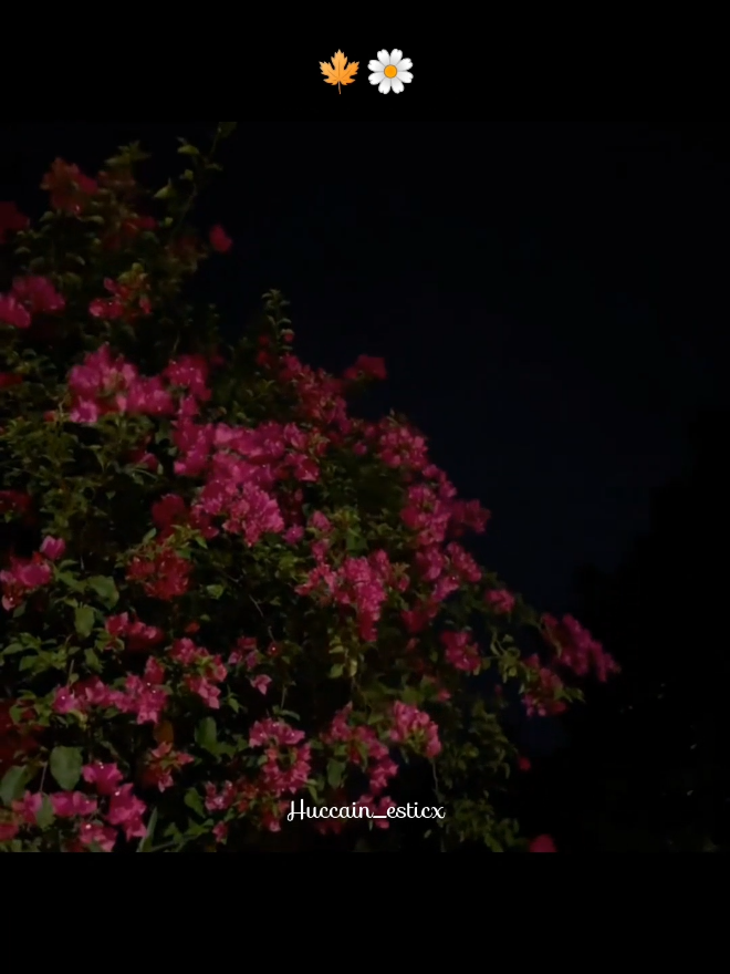 @ᕼᑌ𝚂ᗩIᑎ 🍁