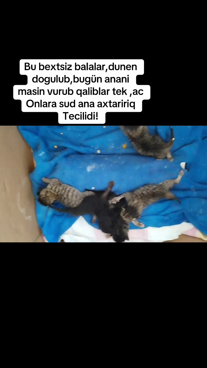 @animals_777