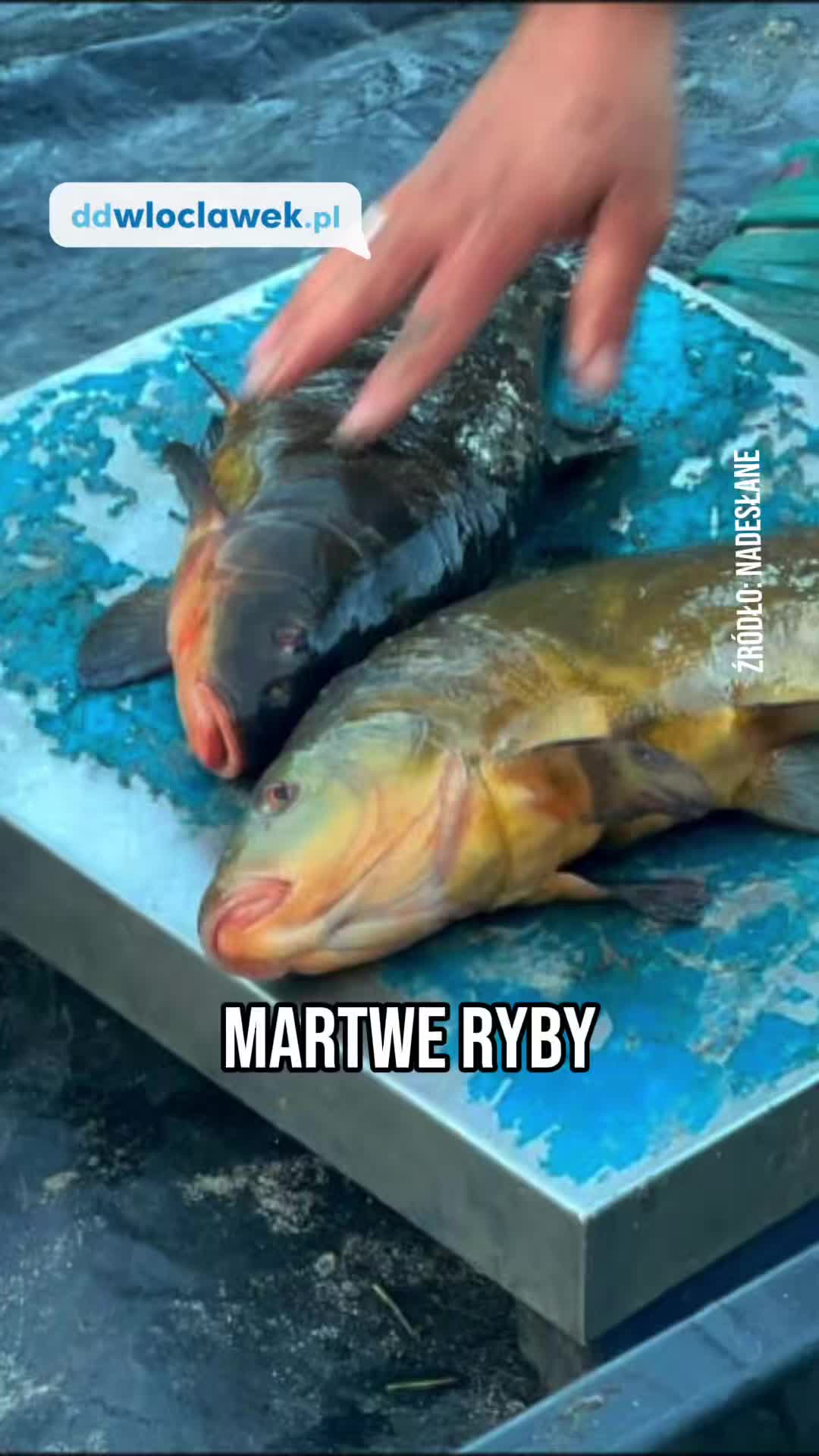 @ddwloclawek
