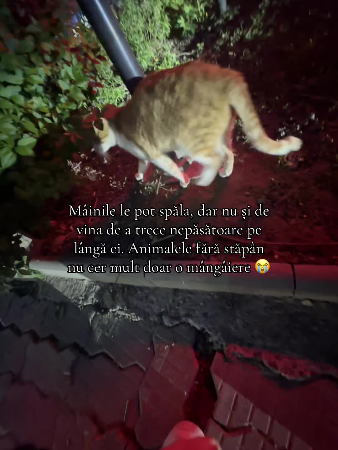 @Creațaa🎀