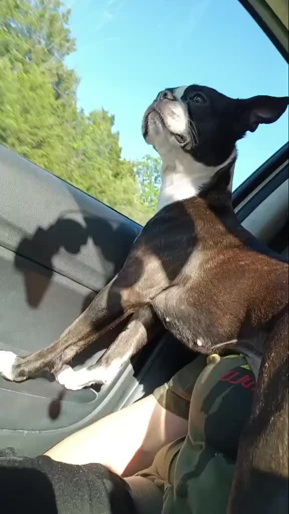 @Ruby the Boston Terrier-G7