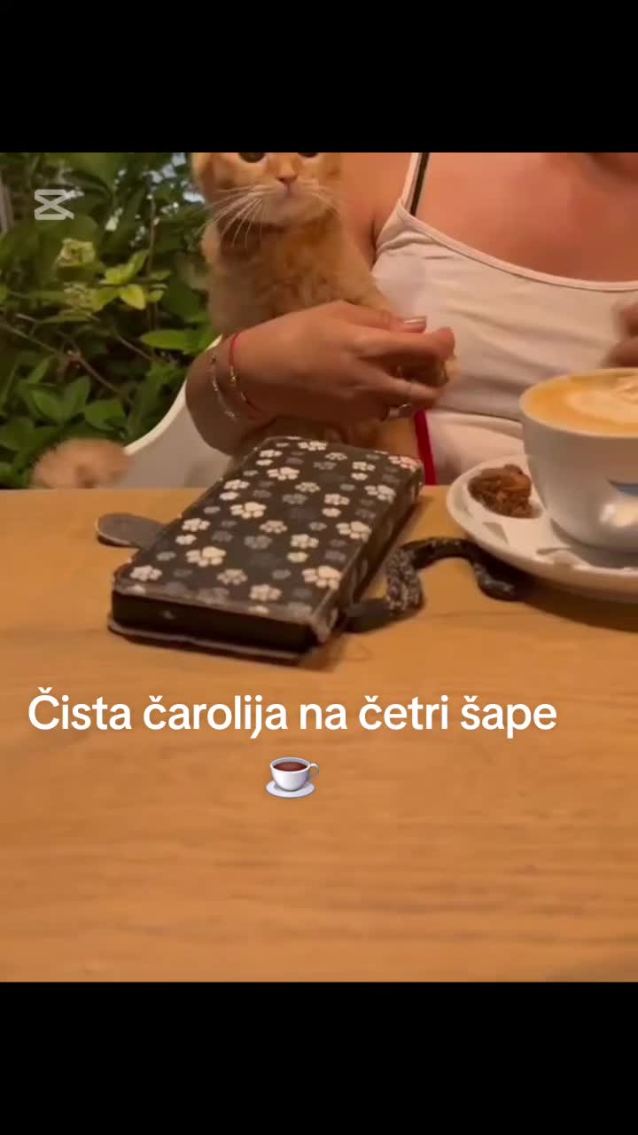 @Britanske Kratkodlake mačke