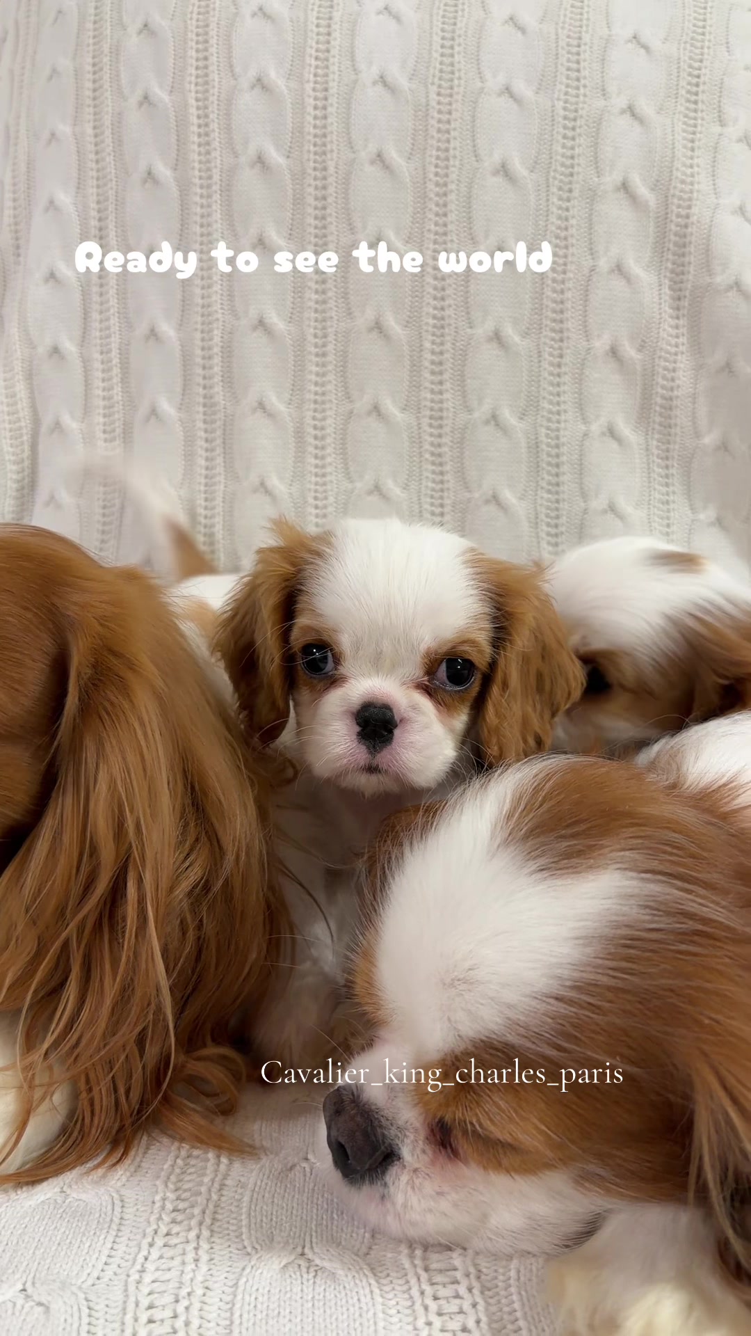 @Cavalier_king_charles_paris