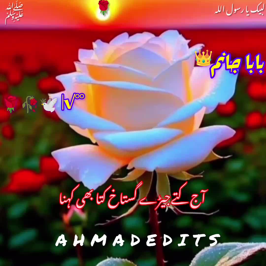 @Rizvi🌹shazaba 295
